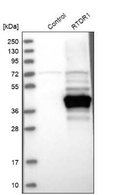 Western Blot: RTDR1 Antibody [NBP1-86045]