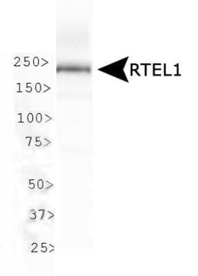 Western Blot: RTEL1 AntibodyBSA Free [NBP2-22360]