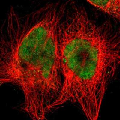 Immunocytochemistry/ Immunofluorescence: RTF1 Antibody [NBP1-83019]