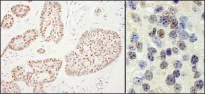 Immunohistochemistry-Paraffin: RTF1 Antibody [NB100-61052]