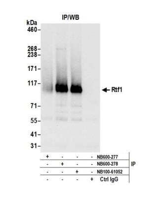 Immunoprecipitation: RTF1 Antibody [NB600-278]