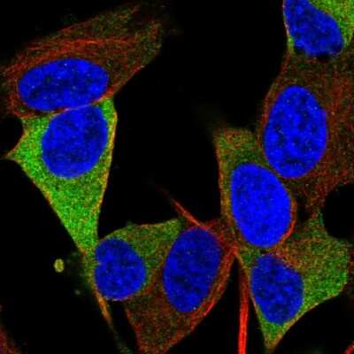 Immunocytochemistry/ Immunofluorescence: RTL1 Antibody [NBP2-57704]