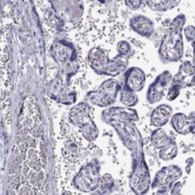 Immunohistochemistry-Paraffin: RTL1 Antibody [NBP3-17617]