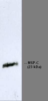 Western Blot: RTN1-A/NSP Antibody (RNL-4)BSA Free [NBP1-97673]