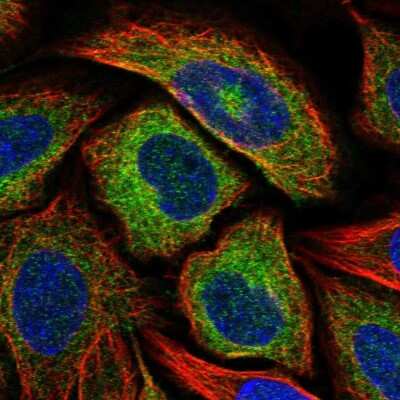 Immunocytochemistry/ Immunofluorescence: RTN1-A/NSP Antibody [NBP2-38527]