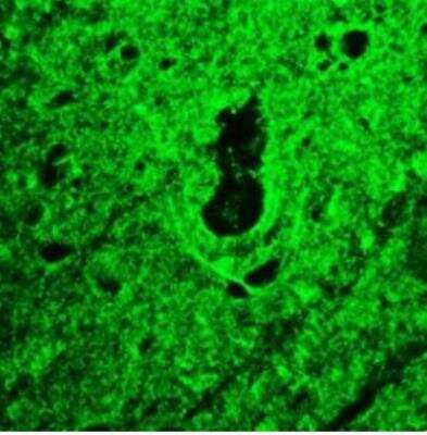 Immunohistochemistry-Frozen: RTN1-A/NSP Antibody (MON162) - BSA Free [NBP1-97677]