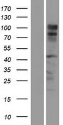 Western Blot: RTN1-A/NSP Overexpression Lysate [NBP2-06560]