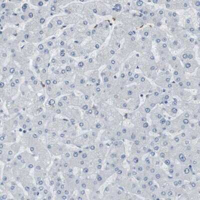 Immunohistochemistry-Paraffin: RTN3 Antibody [NBP1-88870]
