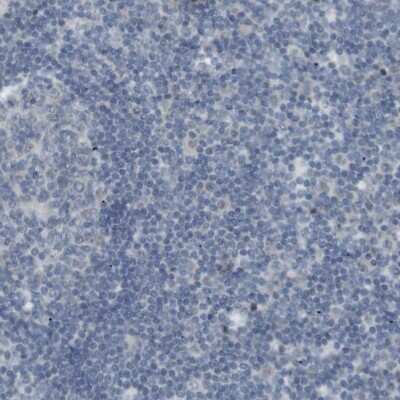 Immunohistochemistry-Paraffin: RTN3 Antibody [NBP1-88870]