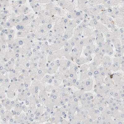 Immunohistochemistry-Paraffin: RTN3 Antibody [NBP1-88871]