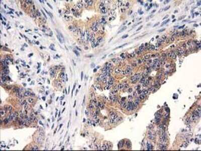 Immunohistochemistry: RTN4IP1 Antibody (OTI3B2) - Azide and BSA Free [NBP2-73952]
