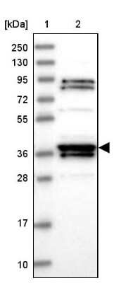 Western Blot: RTN4IP1 Antibody [NBP1-82568]