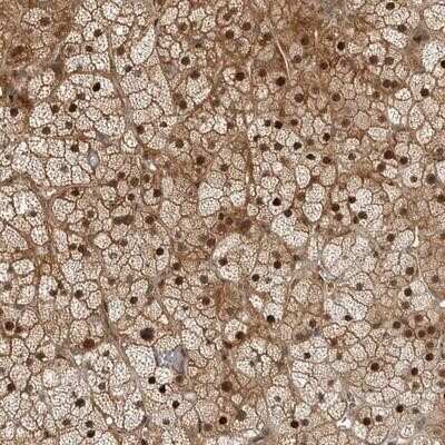 Immunohistochemistry-Paraffin: RTP2 Antibody [NBP1-93459]