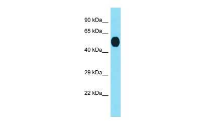 Western Blot: RTP3 Antibody [NBP3-09590]