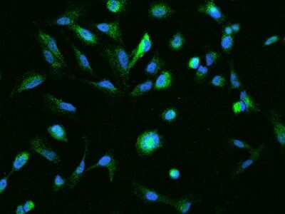 Immunocytochemistry/ Immunofluorescence: RUBCNL Antibody [NBP2-98088]