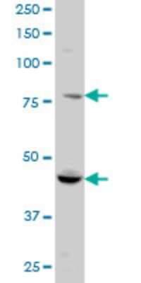 Western Blot: RUFY1 Antibody (3A5) [H00080230-M01]