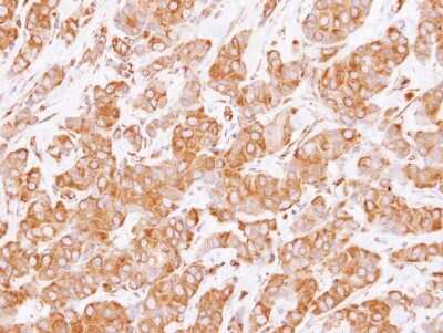 Immunohistochemistry-Paraffin: RUFY1 Antibody [NBP2-20241]