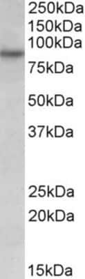 Western Blot: RUFY1 Antibody [NBP1-68865]