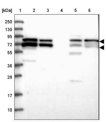 Western Blot: RUFY1 Antibody [NBP1-83606]