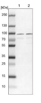 Western Blot: RUFY1 Antibody [NBP1-83606]