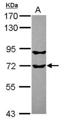 Western Blot: RUFY1 Antibody [NBP2-20242]