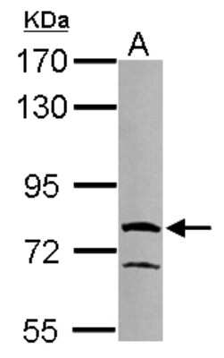 Western Blot: RUFY1 Antibody [NBP2-20242]