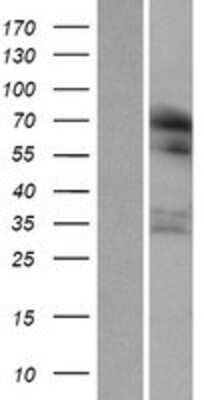 Western Blot: RUFY1 Overexpression Lysate [NBP2-08513]