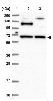 Western Blot: RUFY2 Antibody [NBP1-90448]