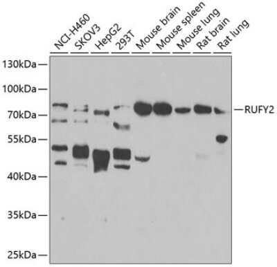 Western Blot: RUFY2 AntibodyBSA Free [NBP2-93691]