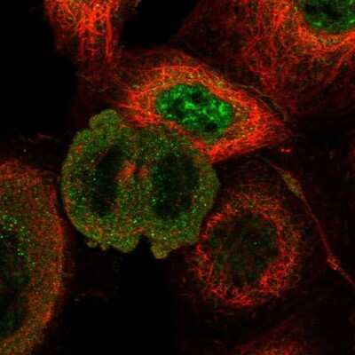 Immunocytochemistry/ Immunofluorescence: RUNDC1 Antibody [NBP1-84103]