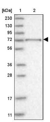 Western Blot: RUNDC1 Antibody [NBP1-84103]