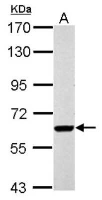 Western Blot: RUNDC1 Antibody [NBP2-20243]