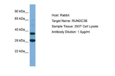 Western Blot: RUNDC3B Antibody [NBP2-85682]