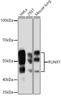 Western Blot: RUNX1/2/3 Antibody (6G5U2) [NBP3-16562]