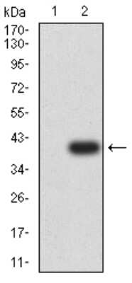 Western Blot: RUNX1/CBFA2 Antibody (6C12A5)BSA Free [NBP2-61861]