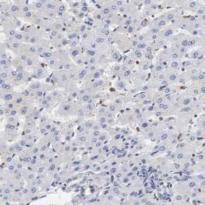 Immunohistochemistry-Paraffin: RUNX1/CBFA2 Antibody [NBP1-89105]