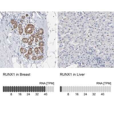 Immunohistochemistry-Paraffin: RUNX1/CBFA2 Antibody [NBP1-89105]