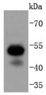 Western Blot: RUNX1/CBFA2 Antibody (SD0803) [NBP2-67779]