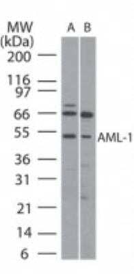 Western Blot: RUNX1/CBFA2 Antibody [NB100-2044]