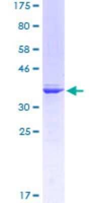 SDS-PAGE: Recombinant Human RUNX1/CBFA2 GST (N-Term) Protein [H00000861-Q01]