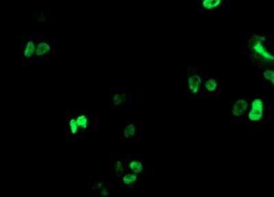 Immunocytochemistry/ Immunofluorescence: RUNX1T1/ETO Antibody (OTI1H1) - Azide and BSA Free [NBP2-73956]