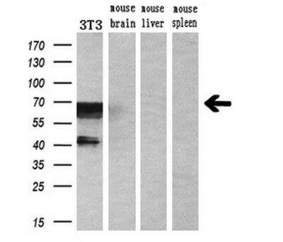 Western Blot: RUNX1T1/ETO Antibody (OTI1H1)Azide and BSA Free [NBP2-73956]