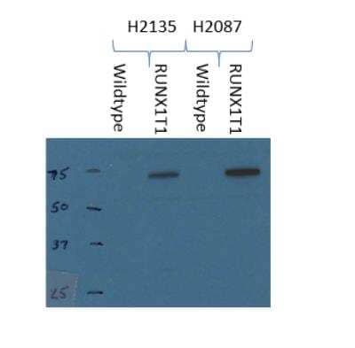 Western Blot: RUNX1T1/ETO Antibody [NBP2-55747]