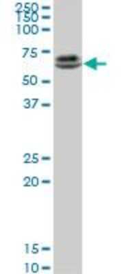 Western Blot: RUNX2/CBFA1 Antibody (1D8) [H00000860-M01]