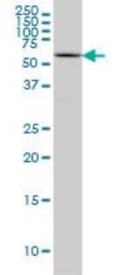 Western Blot: RUNX2/CBFA1 Antibody (1D8) [H00000860-M01]