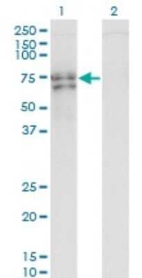 Western Blot: RUNX2/CBFA1 Antibody (1D8) [H00000860-M01]