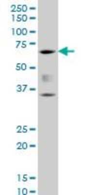 Western Blot: RUNX2/CBFA1 Antibody (3F5) [H00000860-M06]