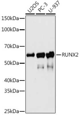 Western Blot: RUNX2/CBFA1 Antibody (7O7J4) [NBP3-15434]