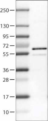 Western Blot: RUNX2/CBFA1 Antibody (CL0235) [NBP2-52888]
