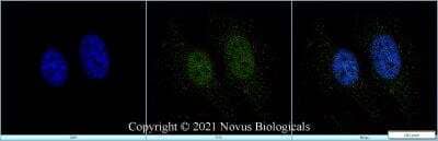 Immunocytochemistry/ Immunofluorescence: RUNX2/CBFA1 Antibody - BSA Free [NBP1-77461]